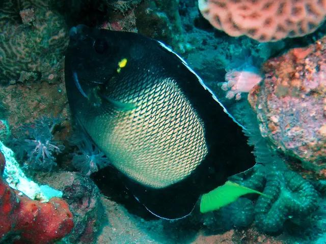 Gelbohr-Kaiserfisch (Apolemichthys xanthotis) - fish seen while diving in Hurghada, Red Sea