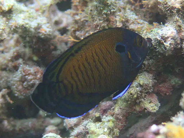 Dunkler Zwergkaiserfisch (Centropyge multispinis) - fish seen while diving in Hurghada, Red Sea
