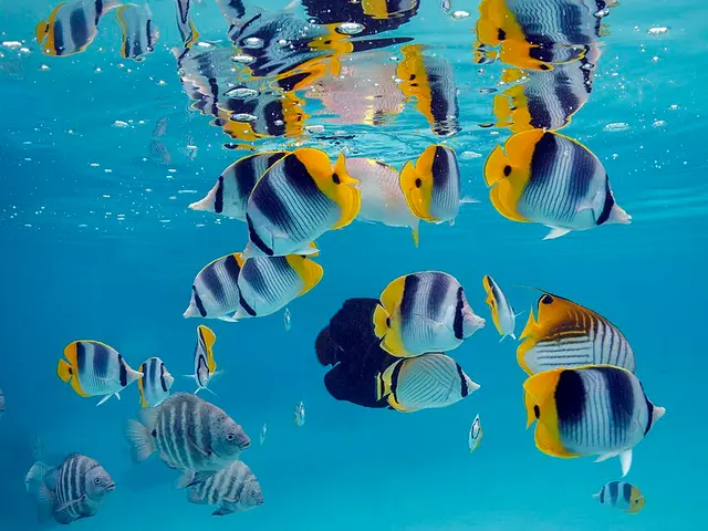 Fähnchen-Falterfisch (Chaetodon auriga) - fish seen while diving in Hurghada, Red Sea