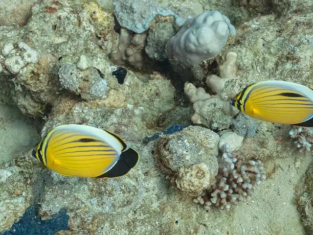 Schwarzschwanz-Falterfisch (Chaetodon austriacus) - fish seen while diving in Hurghada, Red Sea
