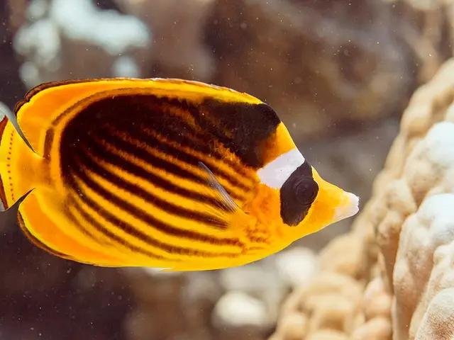 Diagonalstreifen-Falterfisch (Chaetodon fasciatus) - fish seen while diving in Hurghada, Red Sea
