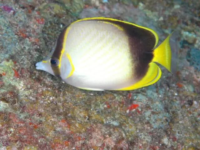 Gardiners Falterfisch (Chaetodon gardineri) - fish seen while diving in Hurghada, Red Sea