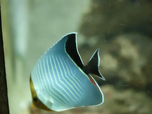 Orangegesicht-Falterfisch (Chaetodon larvatus) - fish seen while diving in Hurghada, Red Sea