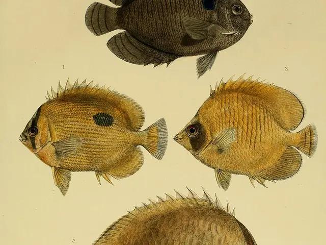 Somali-Falterfisch (Chaetodon leucopleura) - fish seen while diving in Hurghada, Red Sea