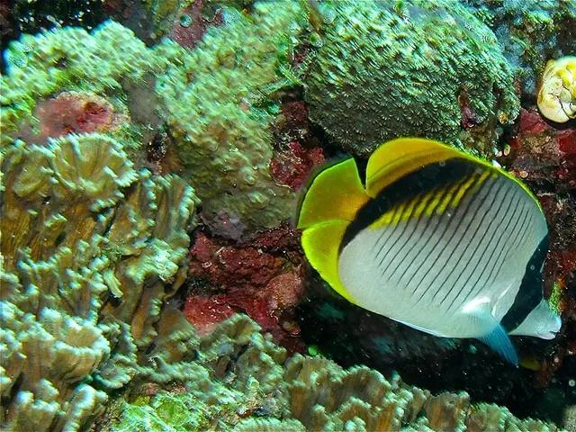 Linien-Falterfisch (Chaetodon lineolatus) - fish seen while diving in Hurghada, Red Sea