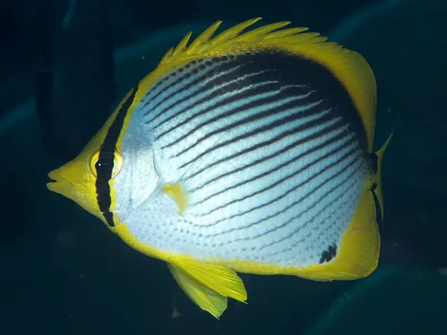Schwarzrücken-Falterfisch (Chaetodon melannotus) - fish seen while diving in Hurghada, Red Sea