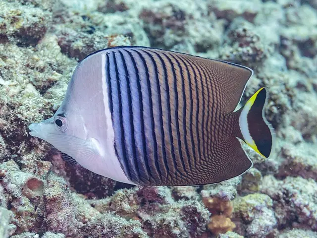 Weißgesicht-Falterfisch (Chaetodon mesoleucos) - fish seen while diving in Hurghada, Red Sea