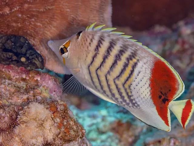 Kronen-Falterfisch (Chaetodon paucifasciatus) - fish seen while diving in Hurghada, Red Sea
