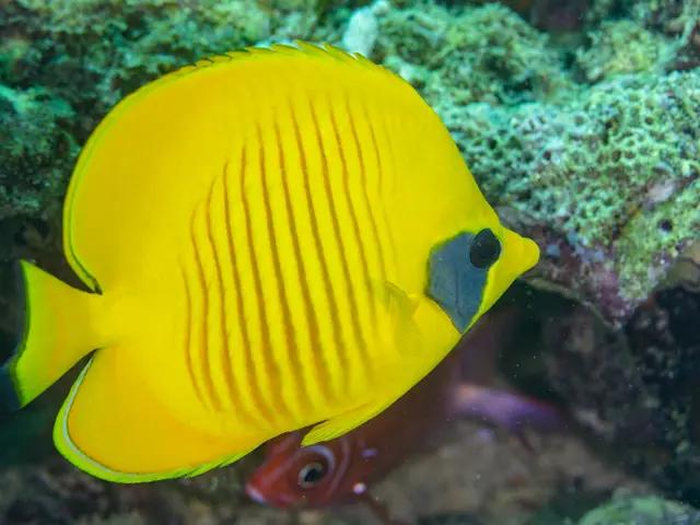 Masken-Falterfisch (Chaetodon semilarvatus) - fish seen while diving in Hurghada, Red Sea