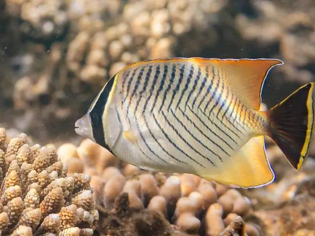Chevron-Falterfisch (Chaetodon trifascialis) - fish seen while diving in Hurghada, Red Sea