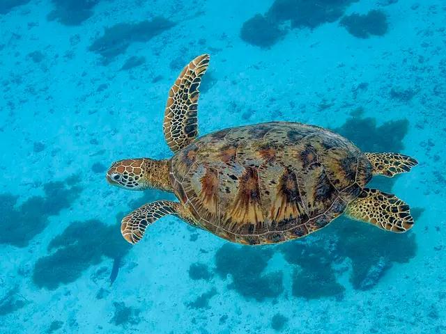 Grüne Meeresschildkröte (Chelonia mydas) im Roten Meer bei Hurghada