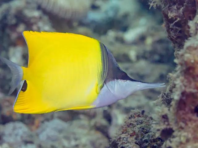 Pinzettfisch (Forcipiger flavissimus) - fish seen while diving in Hurghada, Red Sea