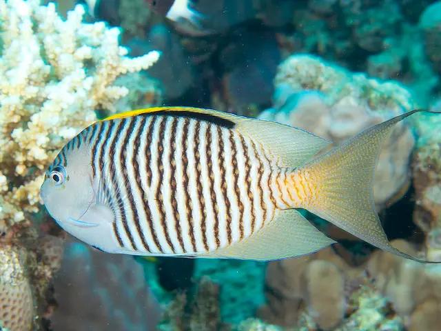 Zebra-Kaiserfisch (Genicanthus caudovittatus) - fish seen while diving in Hurghada, Red Sea