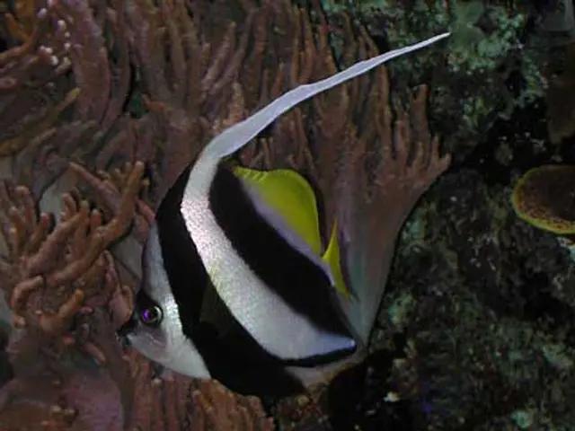Schwarm-Wimpelfisch (Heniochus diphreutes) - fish seen while diving in Hurghada, Red Sea