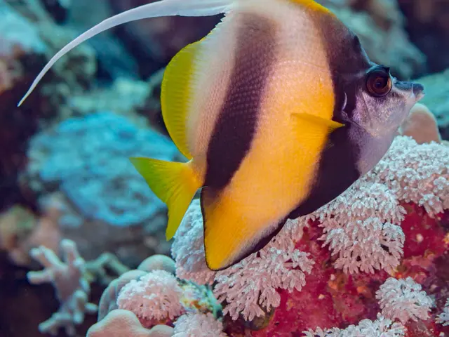Rotmeer-Wimpelfisch (Heniochus intermedius) - fish seen while diving in Hurghada, Red Sea