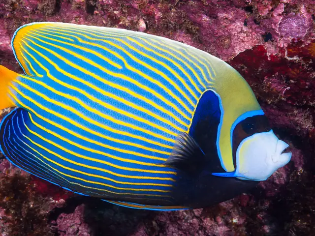 Imperator-Kaiserfisch (Pomacanthus imperator) - fish seen while diving in Hurghada, Red Sea