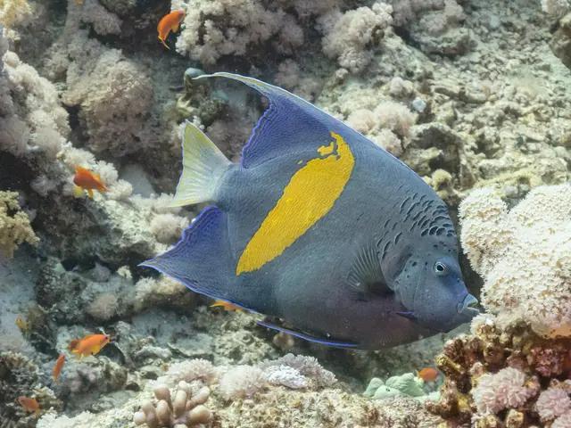 Gelbband-Kaiserfisch (Pomacanthus maculosus) - fish seen while diving in Hurghada, Red Sea