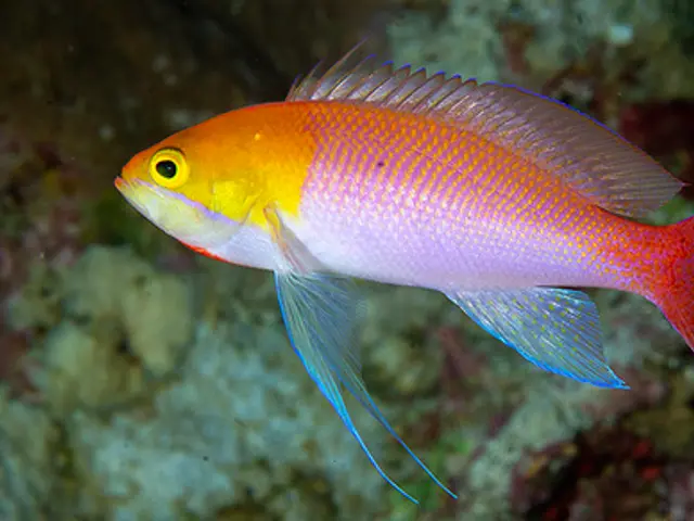 Heemstras Fahnenbarsch (Pseudanthias heemstrai) - fish seen while diving in Hurghada, Red Sea