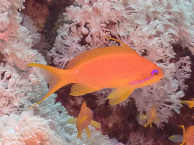 Juwelen-Fahnenbarsch (Pseudanthias squamipinnis) - fish seen while diving in Hurghada, Red Sea
