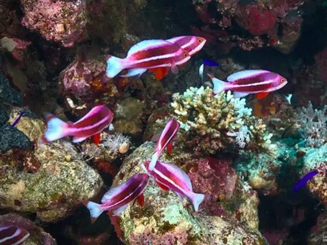 Rotmeer-Fahnenbarsch (Pseudanthias taeniatus) - fish seen while diving in Hurghada, Red Sea