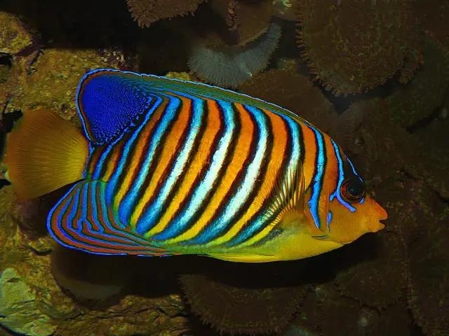Pfauen-Kaiserfisch (Pygoplites diacanthus) - fish seen while diving in Hurghada, Red Sea