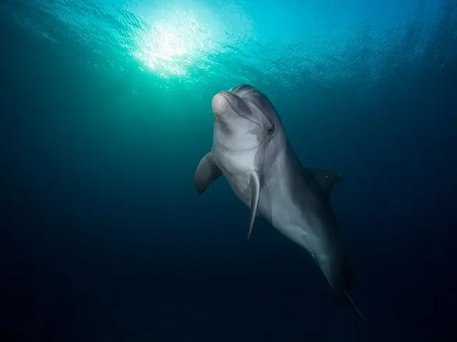 Indopazifischer Großer Tümmler (Tursiops aduncus) im Roten Meer bei Hurghada