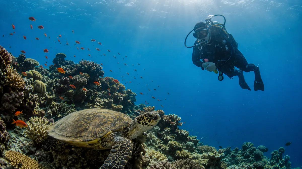Korallenriff und Taucher im Roten Meer
